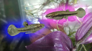 How to figure out sex of the Least Killifish