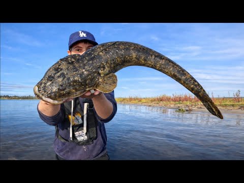 Catching MONSTER FLATHEAD In a Shallow ESTUARY!!!