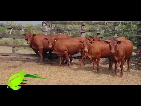 Ganado TROPICARNE, del sur de México.