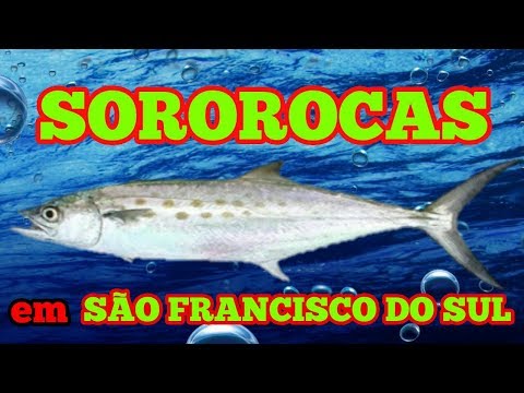 #12 - PESCARIA DE CORRICO SOROROCA - XERELETES - SÃO FRANCISCO DO SUL - SC LOJA UNIVERSO FISHING .