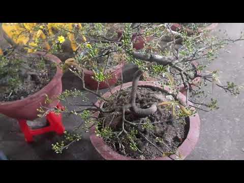 Chợ Hoa 29 Tết Ở Châu Đức