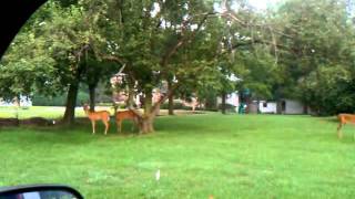preview picture of video 'Big buck deer in front of my house !'