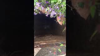 Album cover: Drainage videos