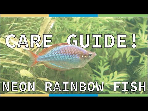 Dwarf Neon Praecox Rainbow fish - Care Guide!