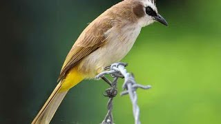 Download lagu BURUNG TRUCUKAN TROCOK BBC FULL UNTUK MASTERAN DAN TERAPI mp3