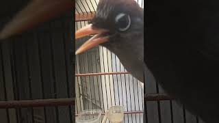 Download lagu panggilan poksay Mandarin betina sangat centil bikin jantan klojotan #poksayjambul #poksaymandarin mp3