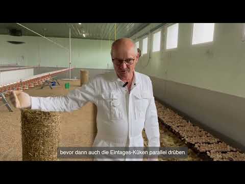 MuD Tierschutz: Schlupf im Stall (Erfahrungen im Betrieb)