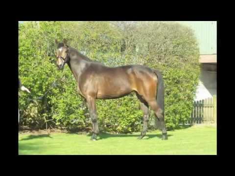 --verkauft----- 3jähr. Holst. Stute v.Larimar x Leonid x Maestose