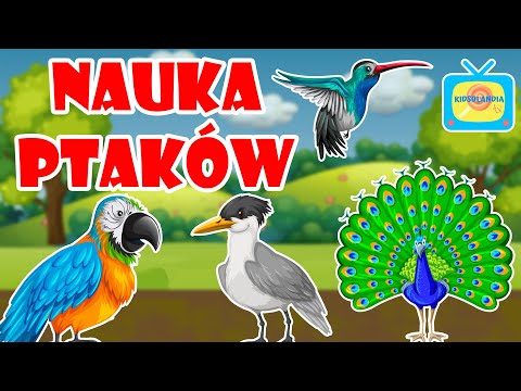 Nauka zwierząt dla dzieci po polsku - Bajka edukacyjna dla dzieci -  Nauka ptaków
