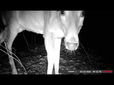 Deer Sniffing Trail Camera