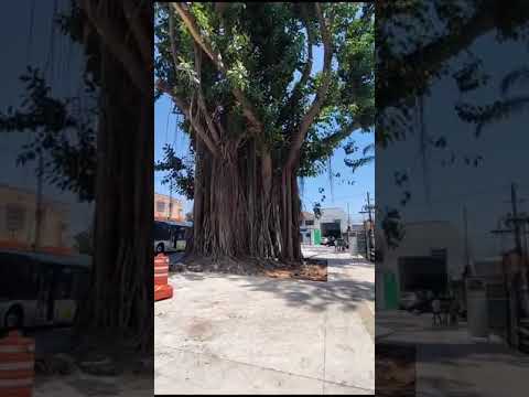 Seringueira gigante em São Miguel Paulista, Zona Leste da cidade de São Paulo