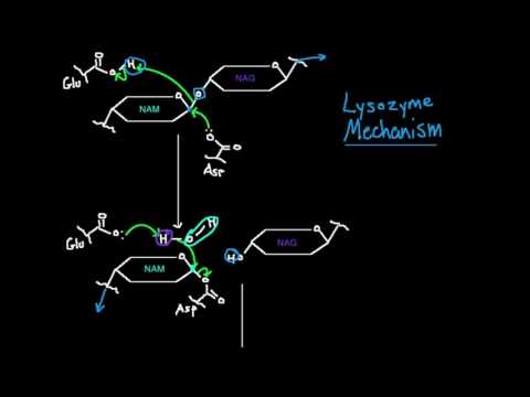 Lysozyme Enzyme Powder