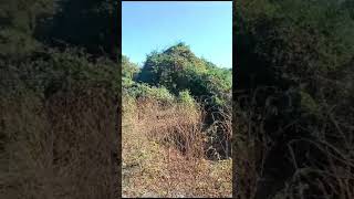  Agricultural Land for Sale in Kalameshwar, Nagpur