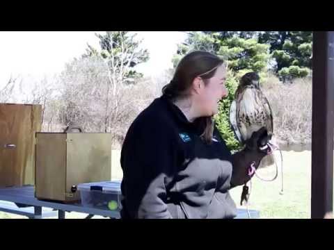 Birds of Prey Redtail Hawk