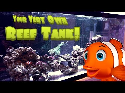How to Setup a Simple, Easy and Inexpensive Reef / Saltwater Aquarium Tank - 55g Saltwater Tank