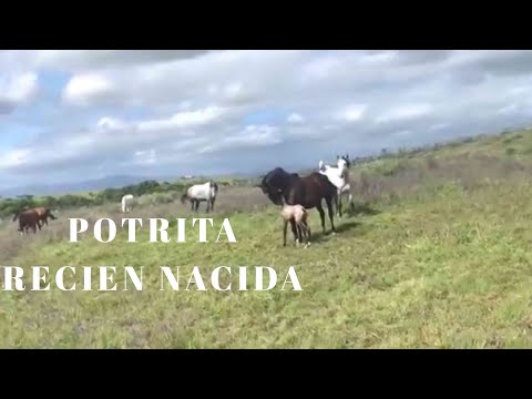 POTRITA RECIEN NACIDA (Pura Sangre Lusitano)