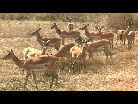 This is How Impala behave during the mating Season !
