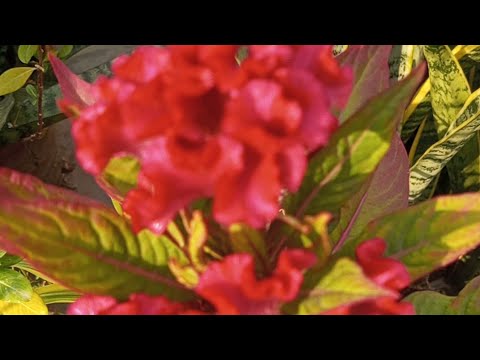 Aaj ki subha ak nae shurwat Good morning vibes k sath 🙏✨💫