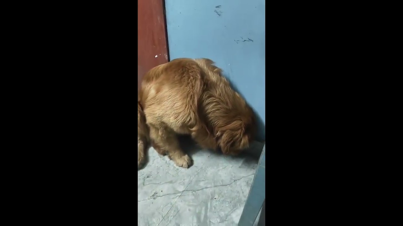 Dramatic Golden Feels Deeply Betrayed by His Eye Medicine Spray || ViralHog