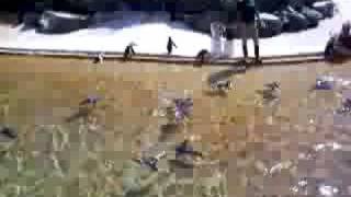 preview picture of video 'Penguins! at the Maryland Zoo in Balitmore'