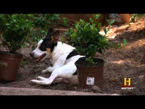 Duck Dynasty - Dog Dynasty