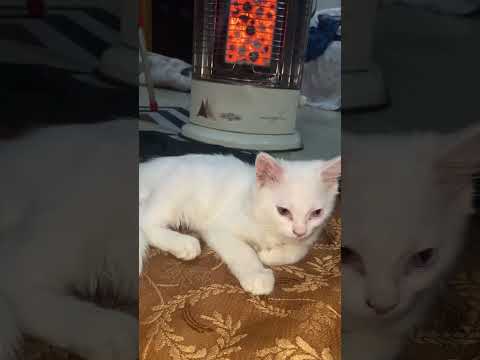 Cats enjoying moments #shorts