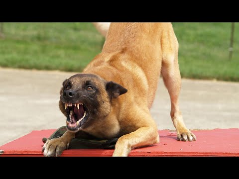 ЗВУКОВИ ЕФЕКТИ Продължителен лай на куче / SOUND EFFECTS Prolonged barking of a dog