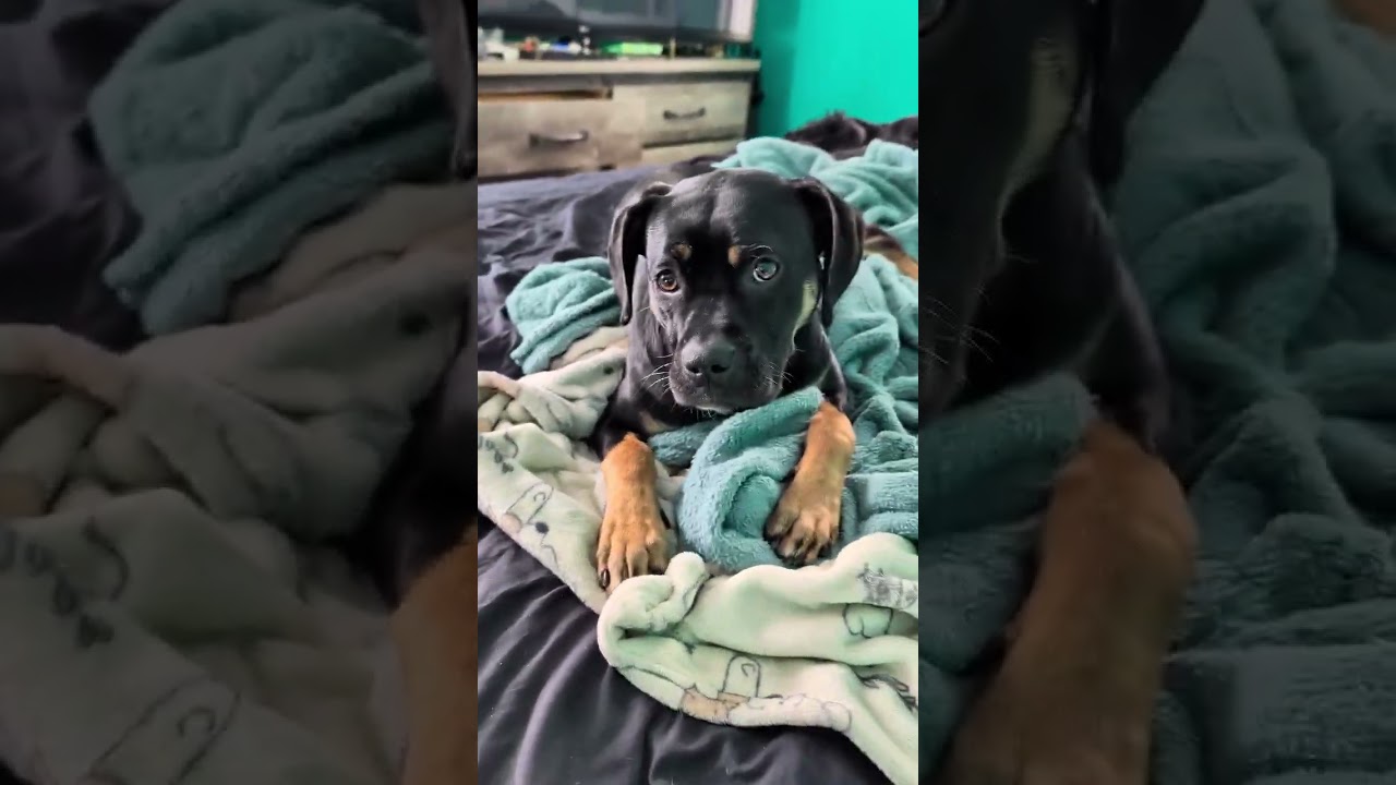 Enlarge Jelly Belly, a Adoptable mixed breed in Blairstown, NJ video 6/6