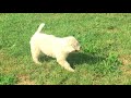 Komondor puppy