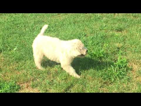Komondor Welpe kaufen