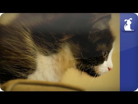 Kittens vs. Vacuum Cleaner