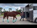Bella Run Equine Larry