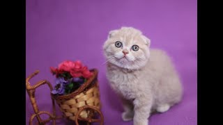 Когда нужно начинать прикормку котят прикармливать