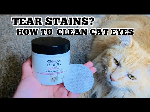 CATS TEAR STAINS? HOW TO GET RID OF YOUR CATS EYES TEAR STAINS