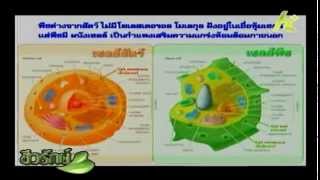ชีวรักษ์ 8 พค. 57 หมอวิชัย มังสวิรัติ อาหารเพื่อสุขภาวะและศันติ ชีวรักษ์ 8 พค. 57 หมอวิชัย มังสวิรัติ อาหารเพื่อสุขภาวะและศันติ