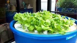 Aquaponics by Fish2Food Aquaponics, Orlando, Florida