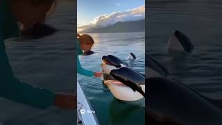 Download lagu 😱 Woman Hand-Feeds an Entire Orca Pod | UNBELIEVABLE Gentle Giants 🐋 mp3