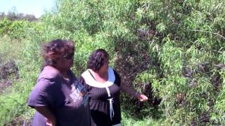 preview picture of video 'Kuyiamara -- Emu bush'