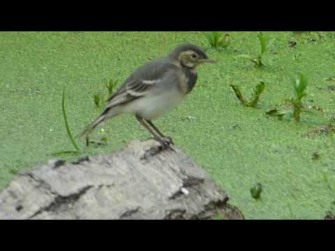 download lagu mp3 mp4 Baby Wagtail, download lagu Baby Wagtail gratis, unduh video klip Baby Wagtail