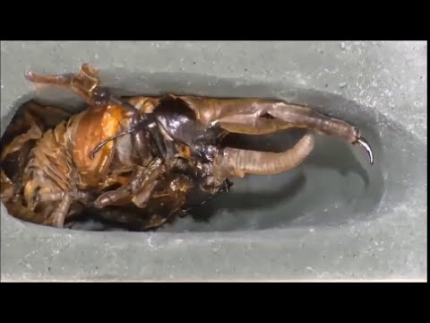 【HirokA】hercules Beetle lifetime ＋ Video