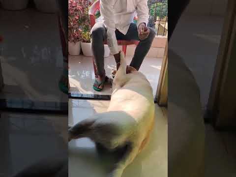 Kalyan Gupta  Playing with Leo L