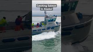 Download lagu Alaska Wild Salmon | Gillnetting Bristol Bay Sockeye! #fishing #boat mp3
