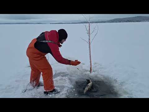 Talviverkoilla 30.12.24. mitä antaa 60mm verkko?🤔 ja riimu on .... PYYTÖ!