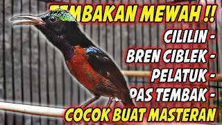 Download lagu MASTERAN KONIN GACOR FULL NEMBAK ISIAN TONJOLAN MEWAH !! PANCINGAN KOLIBRI NINJA AGAR CEPAT EMOSI mp3 Download lagu MASTERAN KONIN GACOR FULL NEMBAK ISIAN TONJOLAN MEWAH !! PANCINGAN KOLIBRI NINJA AGAR CEPAT EMOSI mp3