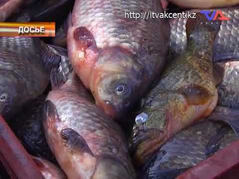 Выпуск программы «День» от 14 ноября 2017г.