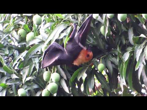 Footage of the Seychelles Fruit Bat on a Mango tree _ 02