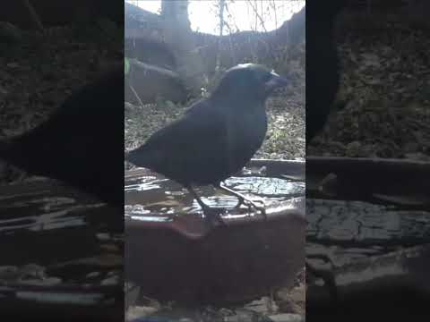 Birdday 024 Tordo pico corto  1407 2025