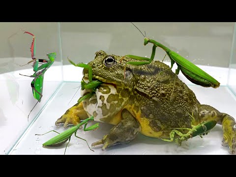 Mortal Battle Of Giant Mantis Vs Pacman Frog / Pacman Frog , African Bullfrog 【LIVE FEEDING】