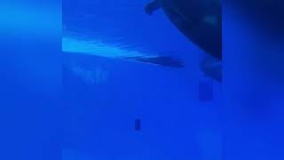 Pilot whales at sea world in captivity
