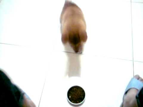 か い 醬 滿三個月摟!!(原發表者:咖依醬麻)(影片)